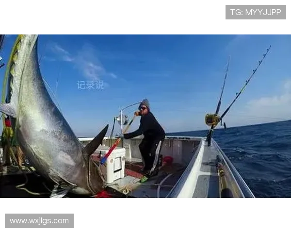 日本选手在国际钓鱼大赛中钓获破纪录金枪鱼创历史新高 日本选手在国际钓鱼大赛中钓获破纪录金枪鱼创历史新高